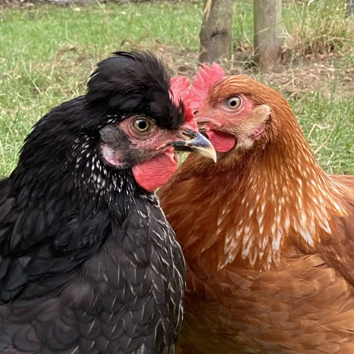 Hühnerliebe